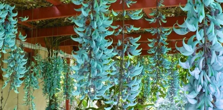 Espécies de Plantas: Jade Azul e sua beleza exótica – Bamboo Garden